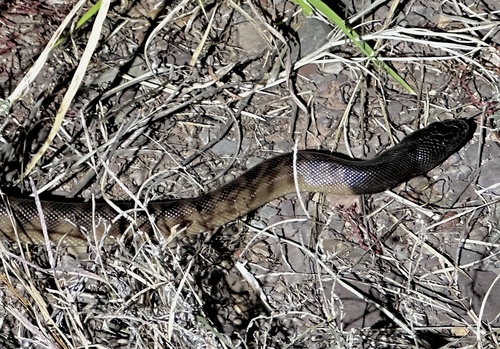 Black-headed Python sighting