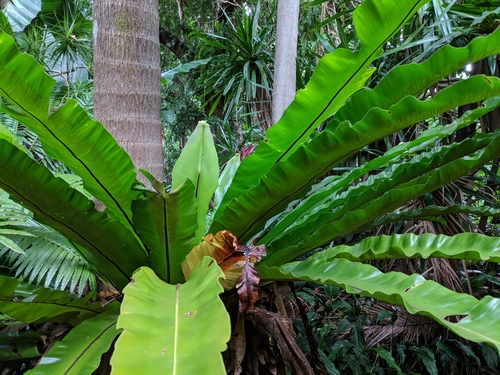 Asplenium nidus image