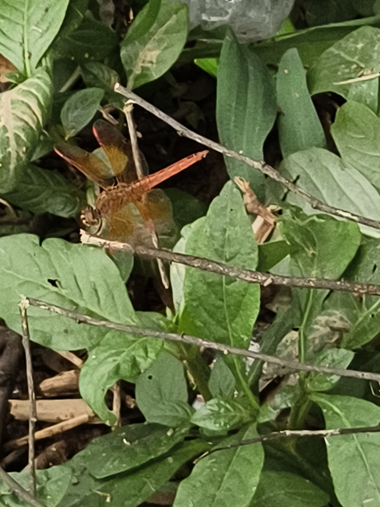 Ditch Jewel
