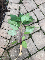 Phytolacca americana