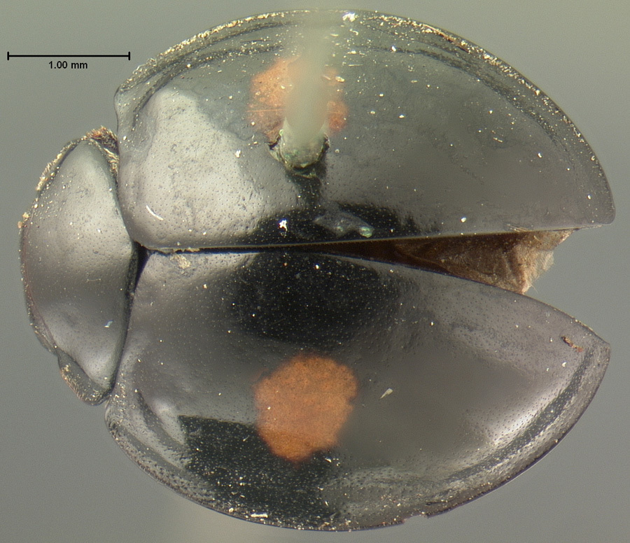 Chilocorus fraternus
