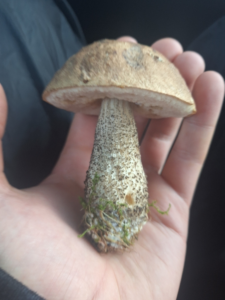 Leccinum scabrum · May 2025 · photo: © joedillon (iNaturalist, cc-by)