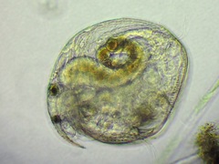 Chydorus sphaericus