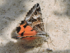 Drasteria mirifica