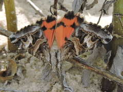 Drasteria mirifica