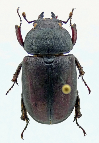 Dorculus lombokensis