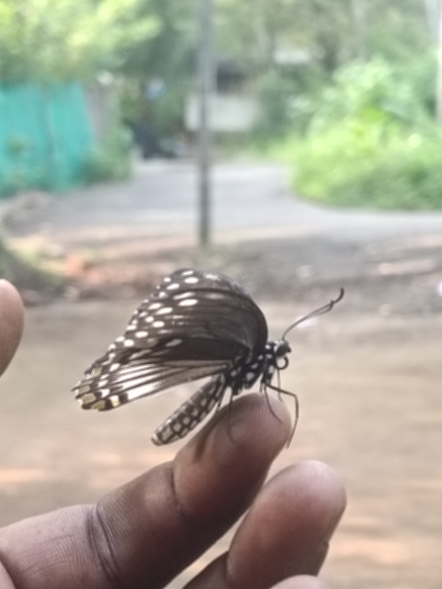 Common Mime