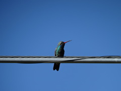 Cynanthus latirostris