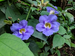 Thunbergia grandiflora image