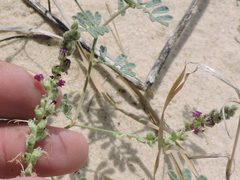 Dalea lanata