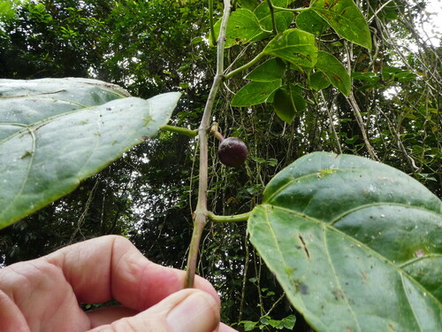 Cissus repens, photograph 2
