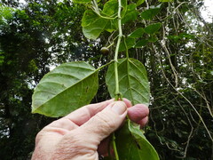 Cissus repens, photograph (c) Steve Fitzgerald, some rights reserved (CC BY-SA)