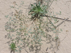 Dalea lanata