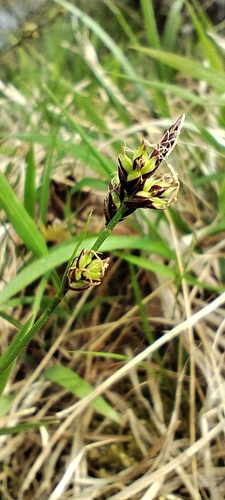 Hill sedge (Carex oxyandra)