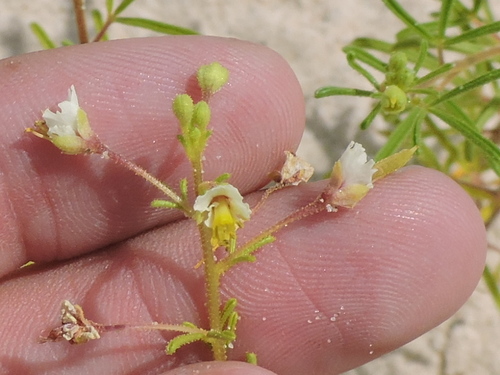 James' clammyweed (Polanisia jamesii)