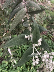 Buddleja salviifolia