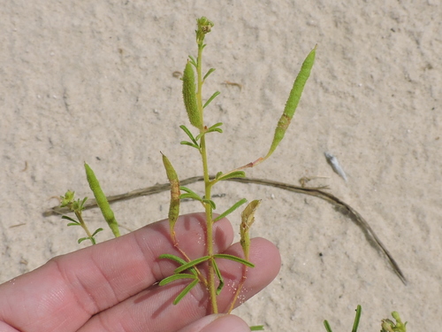 Image of Polanisia jamesii by (c) Sam Kieschnick, some rights reserved (CC BY)