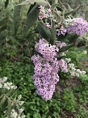 Buddleja salviifolia