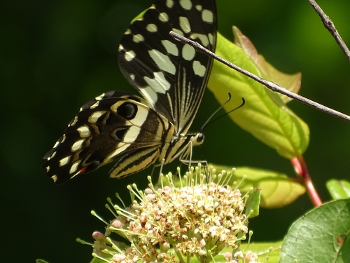 Citrus Swallowtail