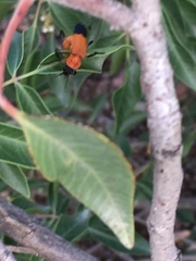 Chauliognathus profundus