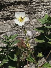 Drymocallis rupestris