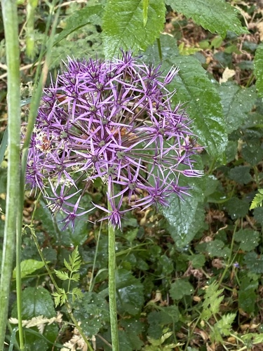 Allium cristophii