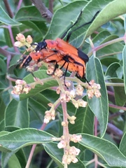 Chauliognathus profundus