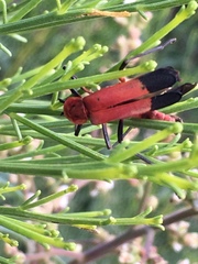 Chauliognathus profundus