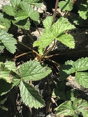 Drymocallis rupestris