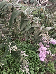 Buddleja salviifolia