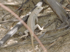 Sceloporus arenicolus