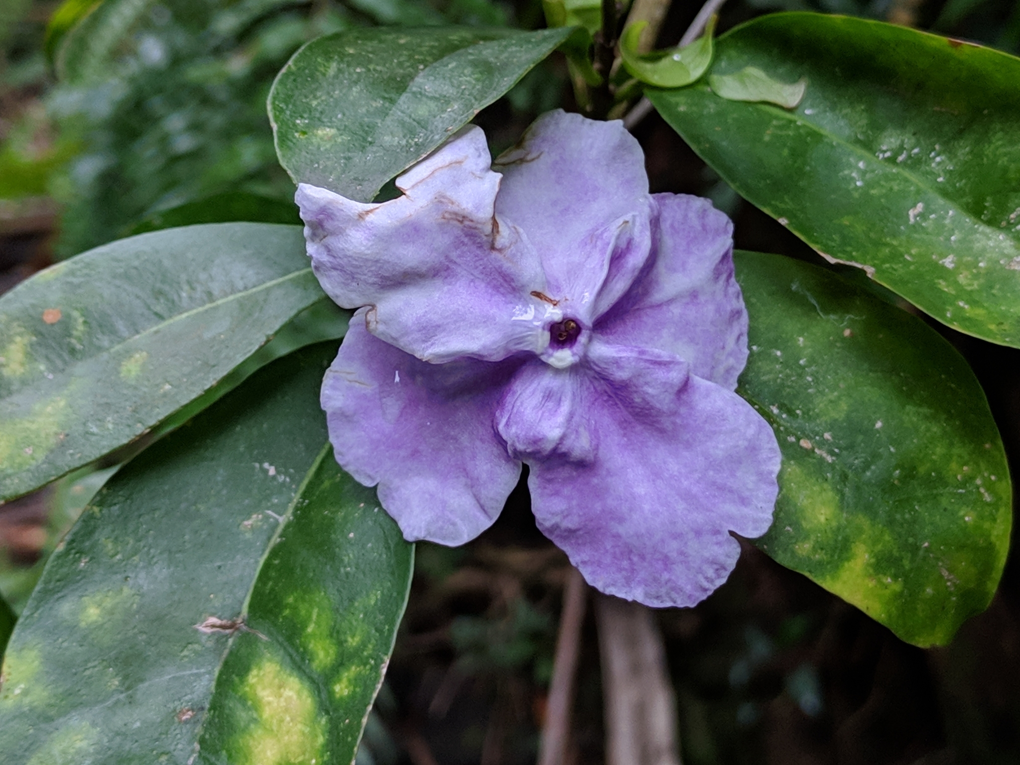 Brunfelsia uniflora
