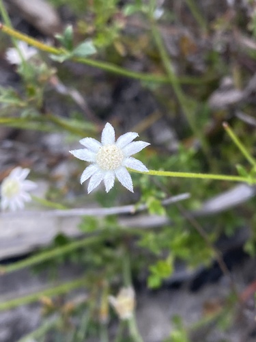 Actinotus minor observed 2025-02-27