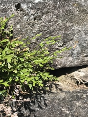 Asplenium × alternifolium