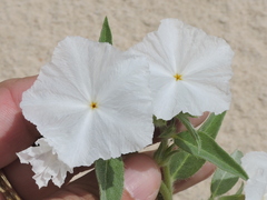 Euploca convolvulacea