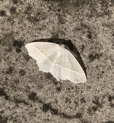 Campaea margaritaria