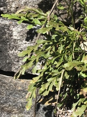 Asplenium × alternifolium