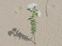 Euploca convolvulacea