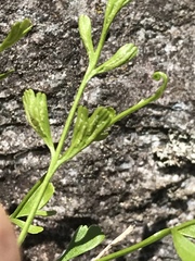 Asplenium × alternifolium