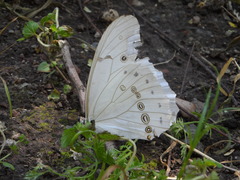 Morpho polyphemus