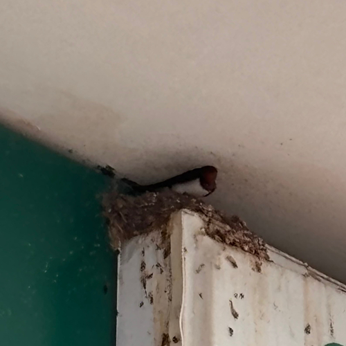 Barn Swallow