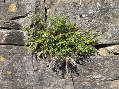 Asplenium × alternifolium