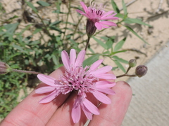 Palafoxia sphacelata