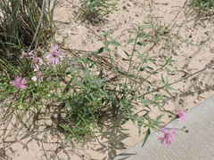 Palafoxia sphacelata