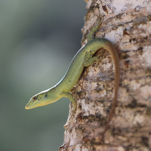 Fiji Green Emo Skink