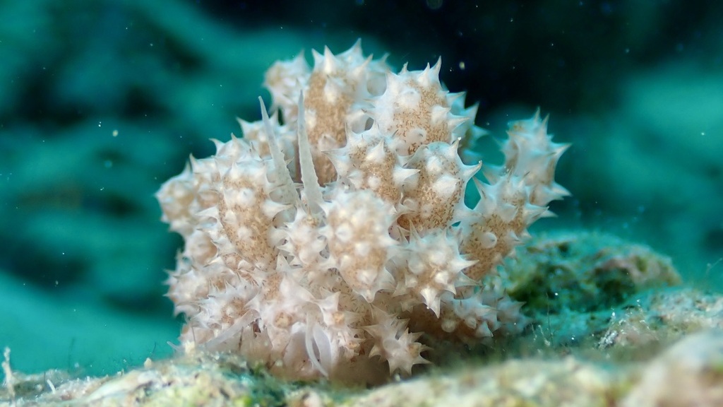 Phyllodesmium koehleri