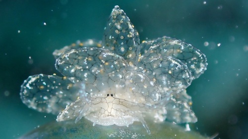 Cyerce katiae