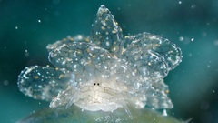 Cyerce katiae