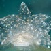 Cyerce katiae