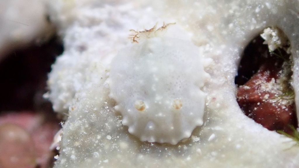 Pancake Lobe-margin Dorid